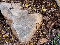 0015 Fossil crinoids in a trailside rock